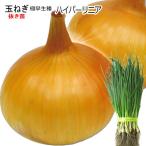  высшее . сырой лук репчатый гипер- linear вытащенный рассада 50шт.@tama лук-батун 