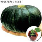  тыква .. становится хлеб pti9cm pot рассада юг .