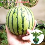  контактный . дерево Apple арбуз 9cm pot рассада запад .