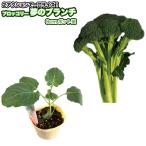  брокколи [ сон. b ланч ]9cm pot рассада 