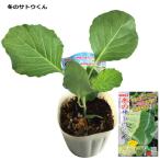  капуста зимний satou kun 9cm pot рассада 