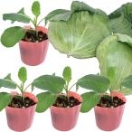  капуста [...kn]9cm pot рассада | высшее . капуста |4 pot комплект 