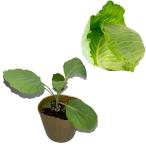  капуста [....]9cm pot рассада 