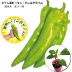  контактный . дерево jumbo зеленый перец Hare ruya lime 13.5cm pot большой рассада 