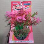 コトブキ PON-S レッドリーフ