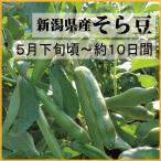 新潟県産そら豆　１ｋｇ　「５月下旬頃から約10日間出荷予定」　ZO-323