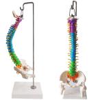 理学療法士監修脊椎 模型 45cm 可動