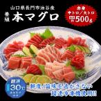 【やまぐちECエール便】本マグロ 満喫セット 大トロ 中トロ 赤身 鮪 マグロ マグロ刺身 柵 山口県 長門市産 養殖 とろける