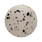 ショッピングダルメシアン ICEGEL ホロジェル アイスジェル A BLACK ダルメシアンジェル 1171 ホワイト 3g