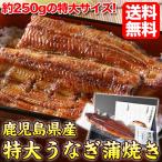 うなぎ 蒲焼き 国産 約240〜250g 特大 1尾 送料無料(有頭/真空包装)(鰻 ウナギ ひつまぶし 土用丑) お中元 ギフト 2019