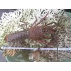  jumbo Исэ город море .1 хвост 1.3kg супер 