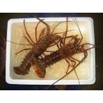  Исэ город море .2~3 хвост 800g