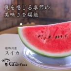 秋田県雄物川町産スイカ　あきた夏丸(約5