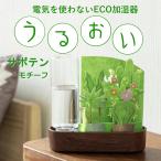 セキスイ ECO加湿器 うるおい サボテンモチーフ 積水樹脂 ペーパー加湿器 ミニボトル付き本体
