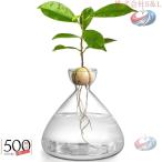  авокадо si-do стартер ваза прорастание семена стартер pot .. средний . авокадо tree культивирование комплект стекло лампочка . приятный гидропонная культура настольный цветочный горшок 