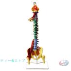 等身大 脊椎モデル 神経骨格 腰椎骨