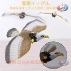  птица ..kalas.. голубь .. защита от птиц кайт ястреб type кайт .. средний . садоводство двор веранда поле оптимальный . птица меры . оборудование орнамент . служит . пустой средний .. item 