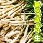 [ Naha * сельское хозяйство полосный рынок из ] Okinawa производство остров rakkyou сырой 1kg( остров la both )( бесплатная доставка )