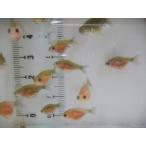 ４−５−０１　2021年生まれピンポンパール稚魚　15匹　１０００円