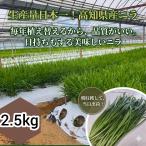  чесночный лук 2.5kg сельское хозяйство дом прямая поставка прохладный рейс Kochi префектура производство чесночный лук 