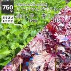 農薬不使用 しそシロップ作りセット 広島県産 赤しそ 500g / 青しそ250g 枝付き しげちゃんHappyファーム レシピ付き 梅干し 紫蘇 送料無料