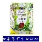 おしゃれに寄せ植え！花ごころ多肉植...