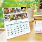 2026年 鳥づくし卓上カレンダー インコ  小鳥 カレンダー 2026卓上