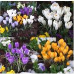 クロッカス球根セット４０球入