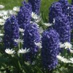 ヒヤシンス球根青色３球入