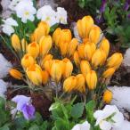 クロッカス球根ゴールデンイエロー１０球入