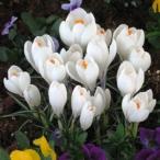 クロッカス球根ジャンヌダーク１０球入