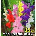 グラジオラス球根セット１５球入