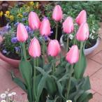 チューリップ球根ピンクインプレッシ...