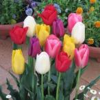 チューリップ球根一重咲混合５球入