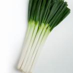 一翠太 2dl カネコ種苗 ネギ種 メー