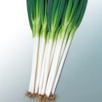 夏扇タフナー(SK2-038) 1dl サカタのタネ ネギ種 メーカー直送