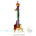 1 等身大の リアル な脊椎 モデル 多