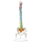 股関節 椎間板付 実物大 人体模型 可動型脊髄模型 脊柱模型 神経 ヘルニア