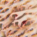 【送料無料】[CD]/日食なつこ/ミメーシス [通常盤]