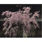 [ бесплатная доставка ][книга@/ журнал ]/ столица KYOTO/ кастрюля рисовое поле . мужчина / работа ( монография * Mucc )