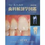 [書籍のメール便同梱は2冊まで]/【送料無料】[本/雑誌]/ウォールフェルの歯科解剖学図鑑 ペーパーバック普及版 / 原タイトル:WOELFEL’S