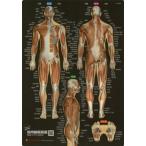 [книга@/ журнал ]/ мускул ..... сиденье модифицировано . версия / раунд fla