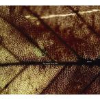 【送料無料】[CDA]/Pay money To my Pain [P.T.P]/gene