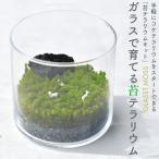  мох террариум культивирование комплект растения kokeg последний Moss snagoke стартер комплект зеленый интерьер подарок подарок женщина мужчина .. практический день рождения День почитания пожилых людей 