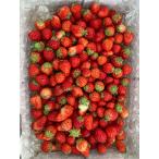  время ограничено клубника .... маленький шарик клубника примерно 1kg < рефрижератор > ( по среди пути распродажа . простите пожалуйста ) ( Okinawa * отдаленный остров рассылка не возможно )