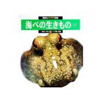海べの生きもの／伊藤勝敏