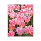 Yahoo! Yahoo!ショッピング(ヤフー ショッピング)咲いたチューリップかわいい球根草花