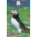 鳥／学研