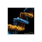ＭＯＮＫＥＹ ＭＡＪＩＫ／ＤＮＡ