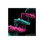 ＭＯＮＫＥＹ ＭＡＪＩＫ／ＤＮＡ